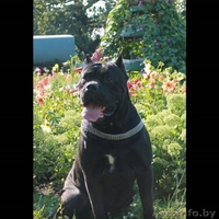 Кане корсо. Высоко-породные щенки. - <ro>Изображение</ro><ru>Изображение</ru> #5, <ru>Объявление</ru> #135901