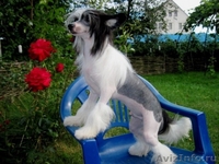 Китайской хохлатой  мальчики от Интер Чемпиона. - <ro>Изображение</ro><ru>Изображение</ru> #6, <ru>Объявление</ru> #746776