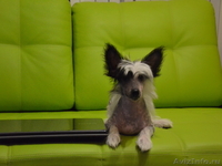 Китайской хохлатой  мальчики от Интер Чемпиона. - <ro>Изображение</ro><ru>Изображение</ru> #4, <ru>Объявление</ru> #746776