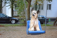 Китайской хохлатой пуховые девочки от ИнтерЧемпиона.. - <ro>Изображение</ro><ru>Изображение</ru> #3, <ru>Объявление</ru> #883810