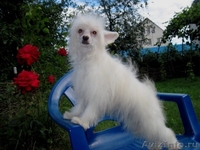 Китайской хохлатой пуховые девочки от ИнтерЧемпиона.. - <ro>Изображение</ro><ru>Изображение</ru> #4, <ru>Объявление</ru> #883810