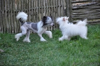 Китайской хохлатой пуховые девочки от ИнтерЧемпиона.. - <ro>Изображение</ro><ru>Изображение</ru> #5, <ru>Объявление</ru> #883810