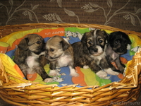 Китайской хохлатой пуховые девочки от ИнтерЧемпиона.. - <ro>Изображение</ro><ru>Изображение</ru> #1, <ru>Объявление</ru> #883810