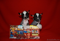 Китайской хохлатой  мальчики от Интер Чемпиона. - <ro>Изображение</ro><ru>Изображение</ru> #3, <ru>Объявление</ru> #746776