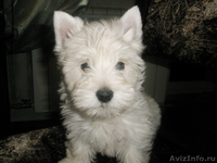 Продам самые обаятельные вестики-девочки,весь соцпакет. - <ro>Изображение</ro><ru>Изображение</ru> #4, <ru>Объявление</ru> #1025546