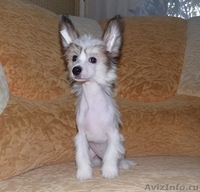 Китайской хохлатой  мальчики от Интер Чемпиона. - <ro>Изображение</ro><ru>Изображение</ru> #2, <ru>Объявление</ru> #746776