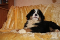 красивые щенки бернского зенненхунда - <ro>Изображение</ro><ru>Изображение</ru> #4, <ru>Объявление</ru> #1214391