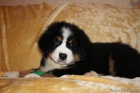 красивые щенки бернского зенненхунда - <ro>Изображение</ro><ru>Изображение</ru> #5, <ru>Объявление</ru> #1214391