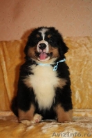 красивые щенки бернского зенненхунда - <ro>Изображение</ro><ru>Изображение</ru> #2, <ru>Объявление</ru> #1214391