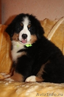 красивые щенки бернского зенненхунда - <ro>Изображение</ro><ru>Изображение</ru> #3, <ru>Объявление</ru> #1214391