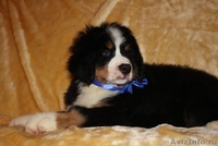 красивые щенки бернского зенненхунда - <ro>Изображение</ro><ru>Изображение</ru> #1, <ru>Объявление</ru> #1214391