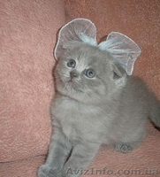 Британские и Шотландские вислоухие плюшевые котята - <ro>Изображение</ro><ru>Изображение</ru> #2, <ru>Объявление</ru> #2550