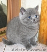 Британские и Шотландские вислоухие плюшевые котята - <ro>Изображение</ro><ru>Изображение</ru> #3, <ru>Объявление</ru> #2550