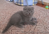 Британские и Шотландские вислоухие плюшевые котята - <ro>Изображение</ro><ru>Изображение</ru> #1, <ru>Объявление</ru> #2550