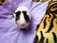 Самцы морской свинки для вязки - <ro>Изображение</ro><ru>Изображение</ru> #1, <ru>Объявление</ru> #2312