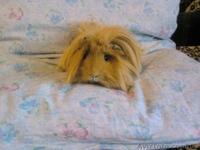 Самцы морской свинки для вязки - <ro>Изображение</ro><ru>Изображение</ru> #2, <ru>Объявление</ru> #2312