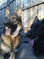 щенки немецкой овчарки чёрного и зоннарного окраса - <ro>Изображение</ro><ru>Изображение</ru> #1, <ru>Объявление</ru> #3267