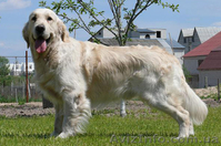 Голден Ретривер из питомника Long Life  - <ro>Изображение</ro><ru>Изображение</ru> #1, <ru>Объявление</ru> #5831