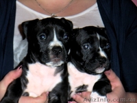 Американский Стаффордширский Терьер - <ro>Изображение</ro><ru>Изображение</ru> #2, <ru>Объявление</ru> #5832