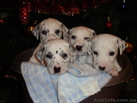 цуцики далматина - <ro>Изображение</ro><ru>Изображение</ru> #1, <ru>Объявление</ru> #6155