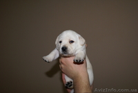 Продам щенков лабрадора - <ro>Изображение</ro><ru>Изображение</ru> #1, <ru>Объявление</ru> #4320