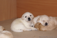 Продам щенков лабрадора - <ro>Изображение</ro><ru>Изображение</ru> #2, <ru>Объявление</ru> #4320