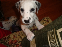 цуцики далматина - <ro>Изображение</ro><ru>Изображение</ru> #2, <ru>Объявление</ru> #6155