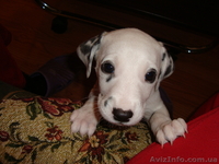 цуцики далматина - <ro>Изображение</ro><ru>Изображение</ru> #3, <ru>Объявление</ru> #6155