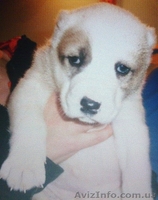 Щенки среднеазиатской овчарки (алабай)- САО, Киев (Бровары) - <ro>Изображение</ro><ru>Изображение</ru> #2, <ru>Объявление</ru> #5077