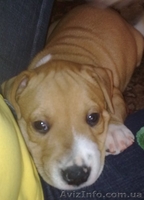 Продаются щенки американского стаффордширского терьера.  - <ro>Изображение</ro><ru>Изображение</ru> #2, <ru>Объявление</ru> #5150