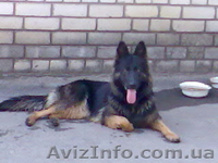 щенки немецкой овчарки чёрного и зоннарного окраса - <ro>Изображение</ro><ru>Изображение</ru> #3, <ru>Объявление</ru> #3267