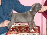 Американский Стаффордширский Терьер - <ro>Изображение</ro><ru>Изображение</ru> #3, <ru>Объявление</ru> #5832