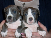 Американский Стаффордширский Терьер - <ro>Изображение</ro><ru>Изображение</ru> #1, <ru>Объявление</ru> #5832