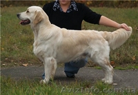 Голден Ретривер из питомника Long Life  - <ro>Изображение</ro><ru>Изображение</ru> #2, <ru>Объявление</ru> #5831