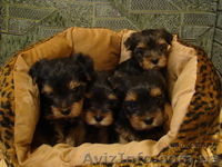 Щенки Йоркширского терьера, Киев 1100-1600 уе. - <ro>Изображение</ro><ru>Изображение</ru> #2, <ru>Объявление</ru> #5845