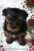 Щенки Йоркширского терьера, Киев 1100-1600 уе. - <ro>Изображение</ro><ru>Изображение</ru> #1, <ru>Объявление</ru> #5845