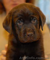 Щенки лабрадора от чемпионов питомникАнталас! - <ro>Изображение</ro><ru>Изображение</ru> #3, <ru>Объявление</ru> #7009