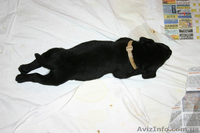 Кобель лабрадора ретривера - <ro>Изображение</ro><ru>Изображение</ru> #1, <ru>Объявление</ru> #8191