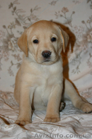 Щенки лабрадора ретривера - <ro>Изображение</ro><ru>Изображение</ru> #2, <ru>Объявление</ru> #6785