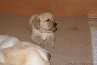 Продам щенков лабрадора - <ro>Изображение</ro><ru>Изображение</ru> #3, <ru>Объявление</ru> #4320