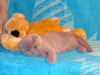 шотландская короткошерстная котята - <ro>Изображение</ro><ru>Изображение</ru> #1, <ru>Объявление</ru> #6387