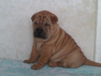 Щеночки шар-пея - <ro>Изображение</ro><ru>Изображение</ru> #2, <ru>Объявление</ru> #9717