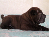 Щеночки шар-пея - <ro>Изображение</ro><ru>Изображение</ru> #3, <ru>Объявление</ru> #9717