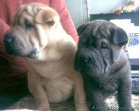 Щеночки шар-пея - <ro>Изображение</ro><ru>Изображение</ru> #1, <ru>Объявление</ru> #9717