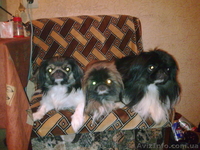 ПЕКИНЕС-ИМПЕРАТОРСКАЯ СОБАКА!!!!!!!!!!!!!!!!!!!!!!!!!!!!!!!!!!!!!!!!!! - <ro>Изображение</ro><ru>Изображение</ru> #3, <ru>Объявление</ru> #6605