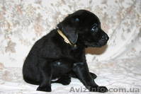 Щенок лабрадора ретривера - <ro>Изображение</ro><ru>Изображение</ru> #1, <ru>Объявление</ru> #10614