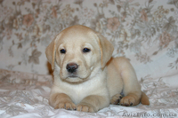 Щенки лабрадора ретривера - <ro>Изображение</ro><ru>Изображение</ru> #3, <ru>Объявление</ru> #6785