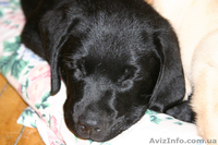 Щенок лабрадора ретривера - <ro>Изображение</ro><ru>Изображение</ru> #2, <ru>Объявление</ru> #10614