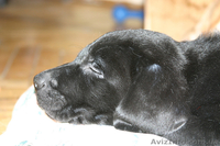 Щенок лабрадора ретривера - <ro>Изображение</ro><ru>Изображение</ru> #3, <ru>Объявление</ru> #10614