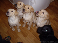 Щенки лабрадора ретривера - <ro>Изображение</ro><ru>Изображение</ru> #1, <ru>Объявление</ru> #6785